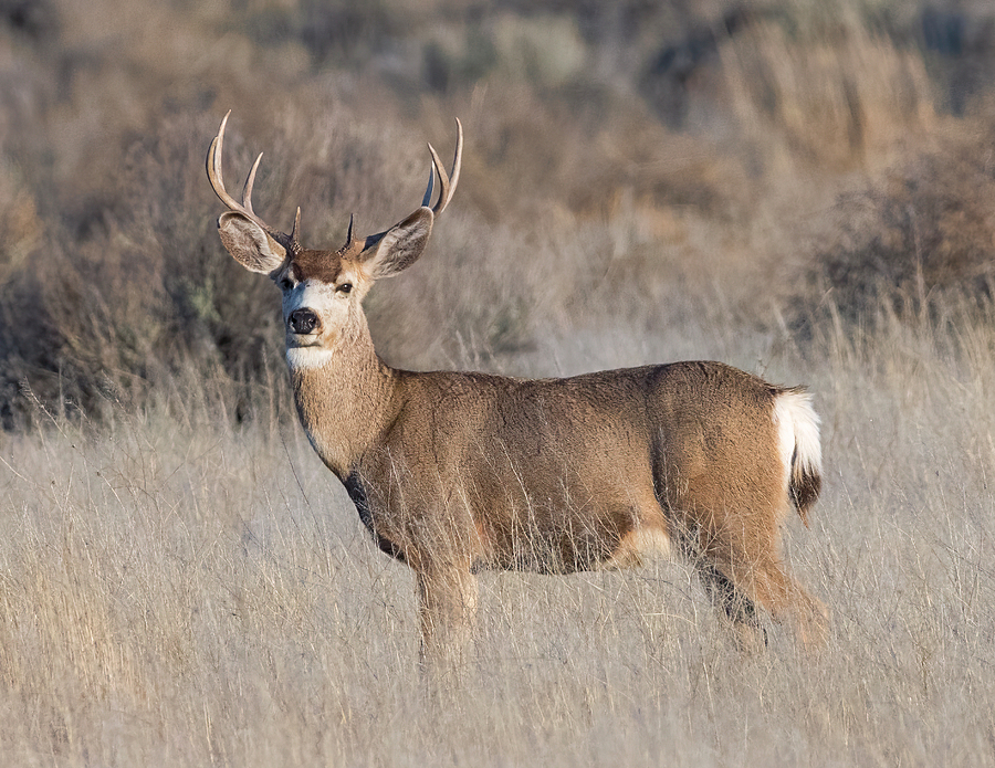 Buck in the Tall Grass Photograph by Loree Johnson