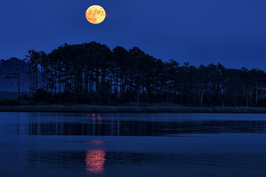 Buck Moon 1 Photograph by Robert Fawcett