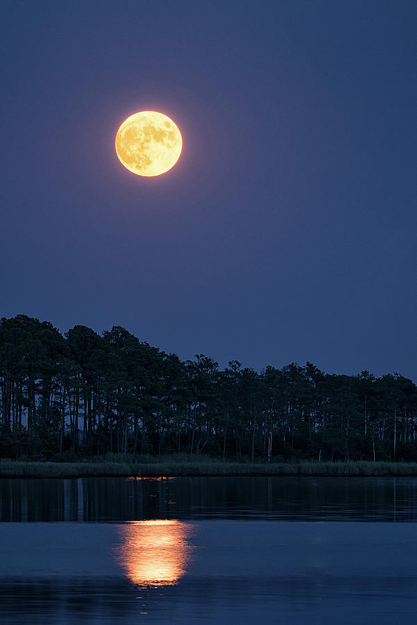 Buck Moon 2 Photograph by Robert Fawcett