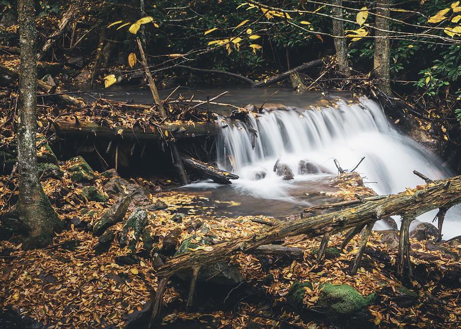 Buck Mountain Creek Foliage and Timber Photograph by Jason Fink