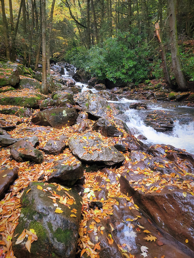 Buck Mountain Creek Wet Autumn Photograph by Jason Fink
