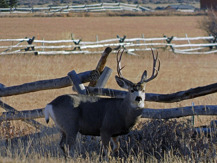 Buck Mule Deer Photograph by Carl Moore