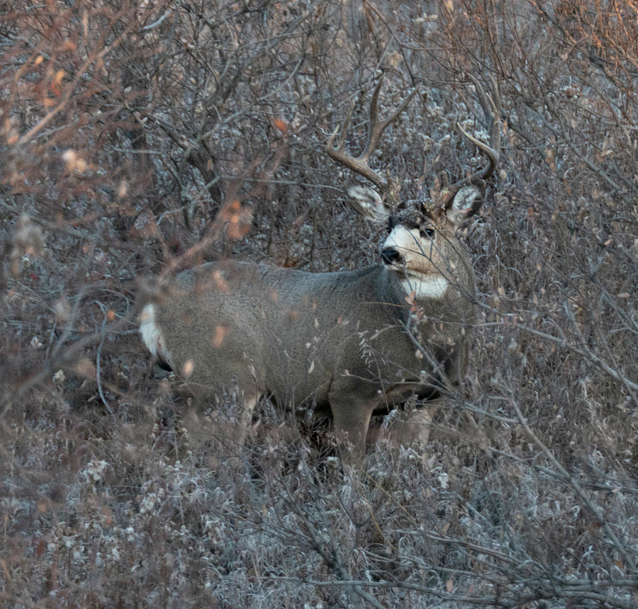 Deer Photograph - Buck Mule Deer In Camouflage by Phil And Karen Rispin
