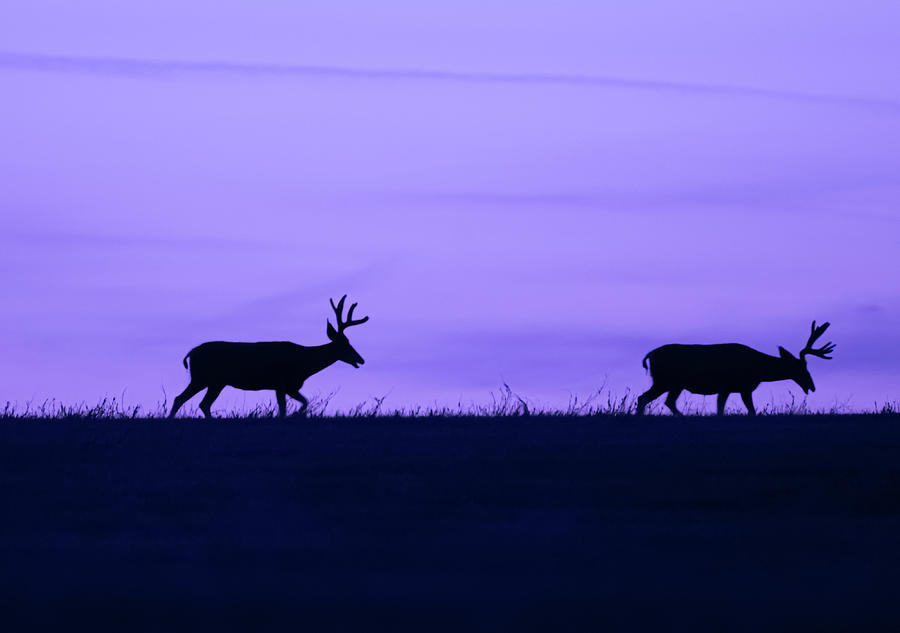 Buck Mule Deer In Silhouette Photograph