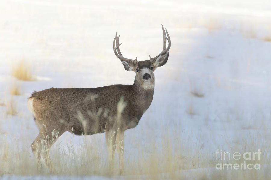 Buck Mule Deer in the Rockies Photograph by Steven Krull