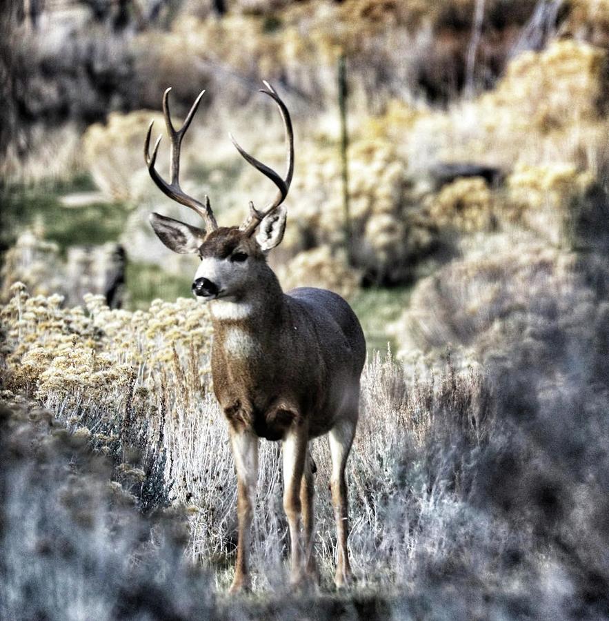 Buck Mule Deer Nevada Photograph by Cheryl Broumley - Pixels