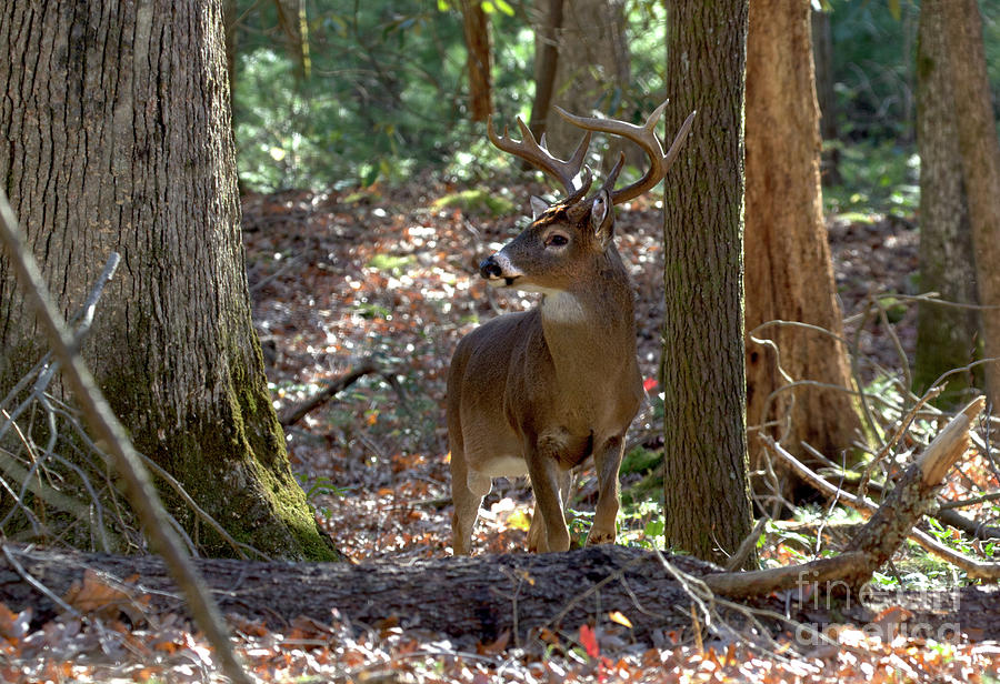 Buck On The Hunt Photograph by Douglas Stucky