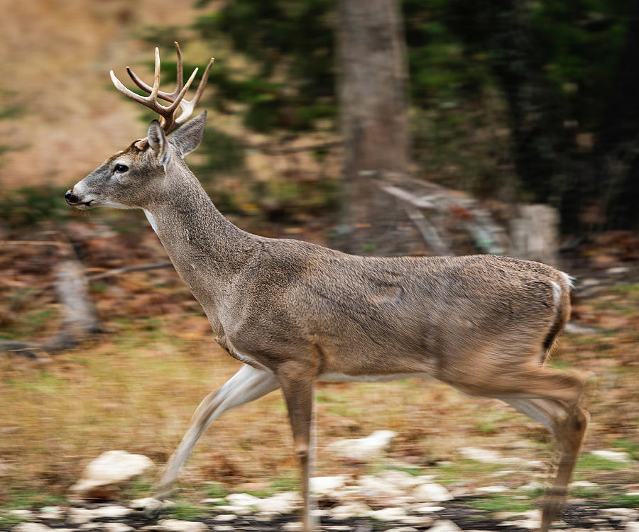 Buck on the Move Photograph by Ron Long Ltd Photography