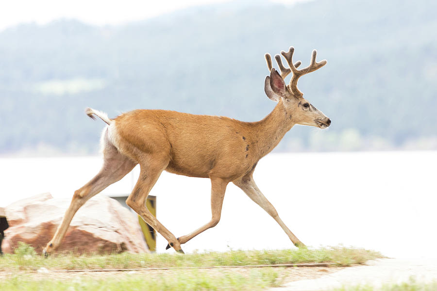 Buck On The Run Photograph by James BO Insogna