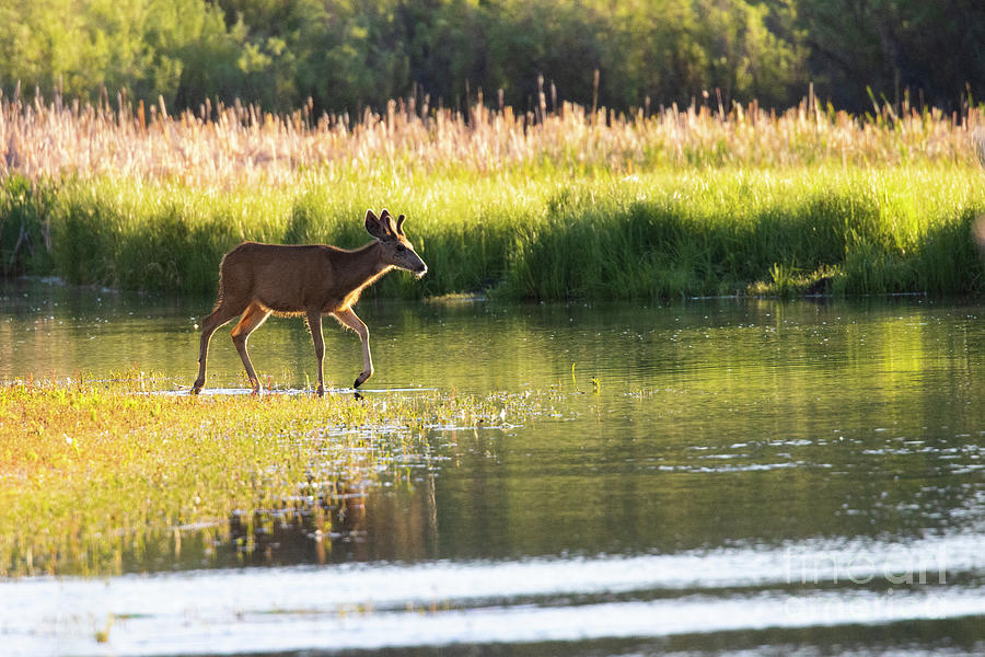 Buck on Waters Edge Photograph by Steven Krull