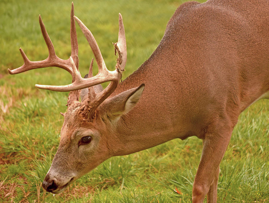 Buck Photograph by Staci Grimes Buck Photograph by Staci Grimes