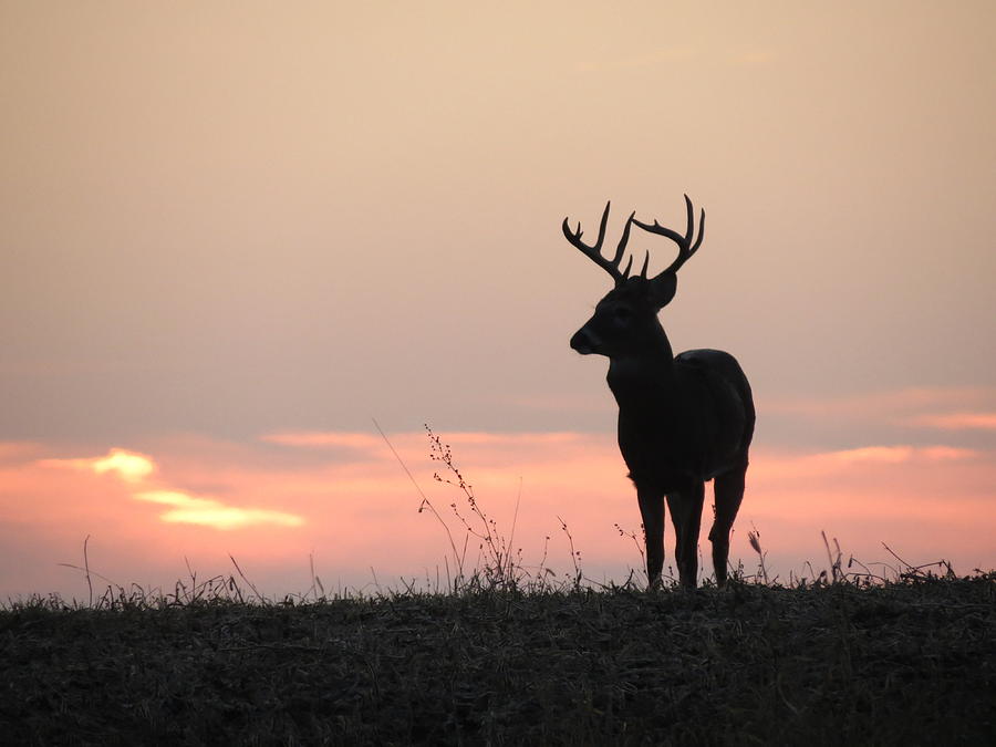 Buck standing in the sunset by Stephen Tucker
