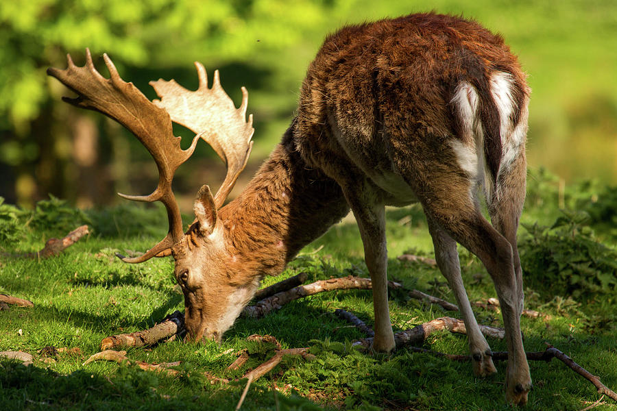 Buck With Palmate Antlers In Sunlight Photograph by Running Brook ...