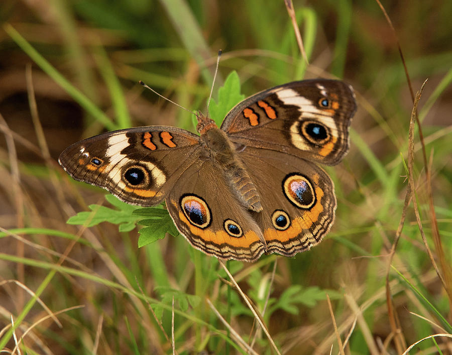 Buckey Butterfly Photograph by Lara Ellis