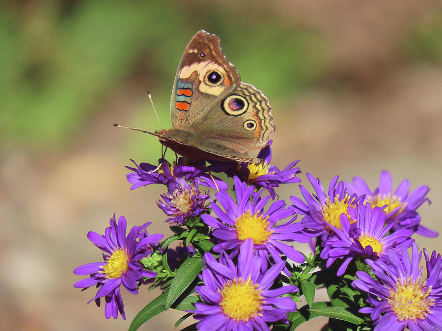 Buckeye Butterfly and Purple Asters - Nature Shots - Images From the Garden - Butterfly and Blossoms Photograph by Brooks Garten Hauschild