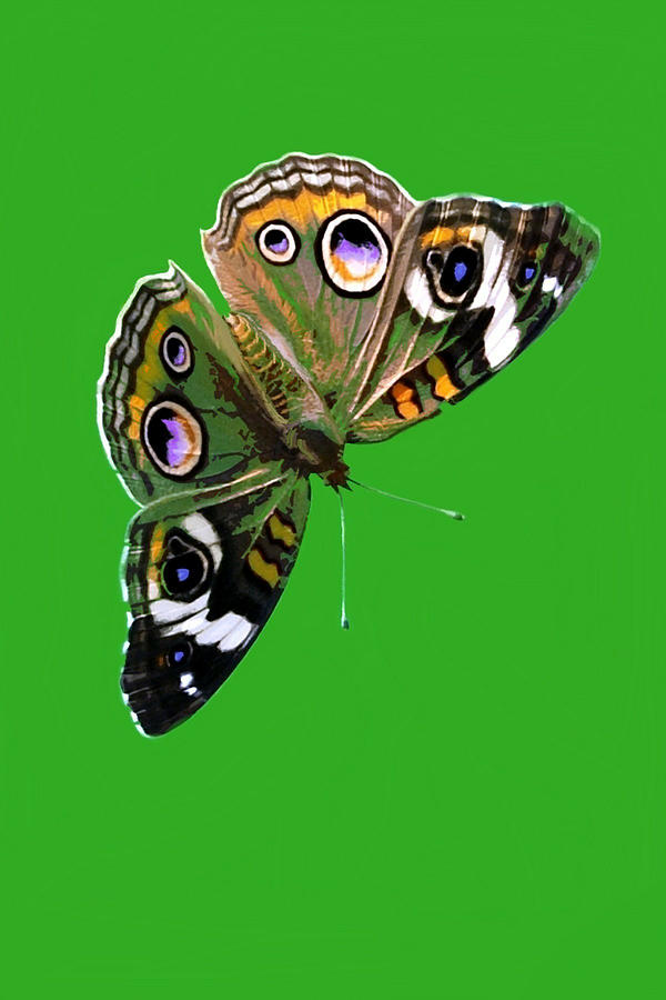 Buckeye Butterfly Mixed Media by Judy Cuddehe