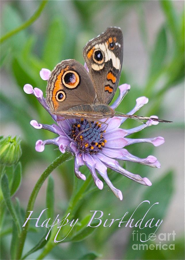 Buckeye Butterfly on African Daisy Vertical Brithday Card Photograph by Carol Groenen