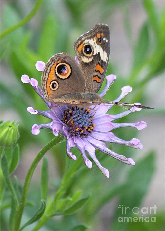 Buckeye Butterfly on African Daisy Vertical Photograph by Carol Groenen
