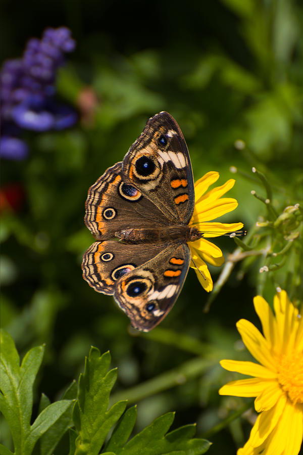 Buckeye butterfly on flower Photograph by Zina Stromberg
