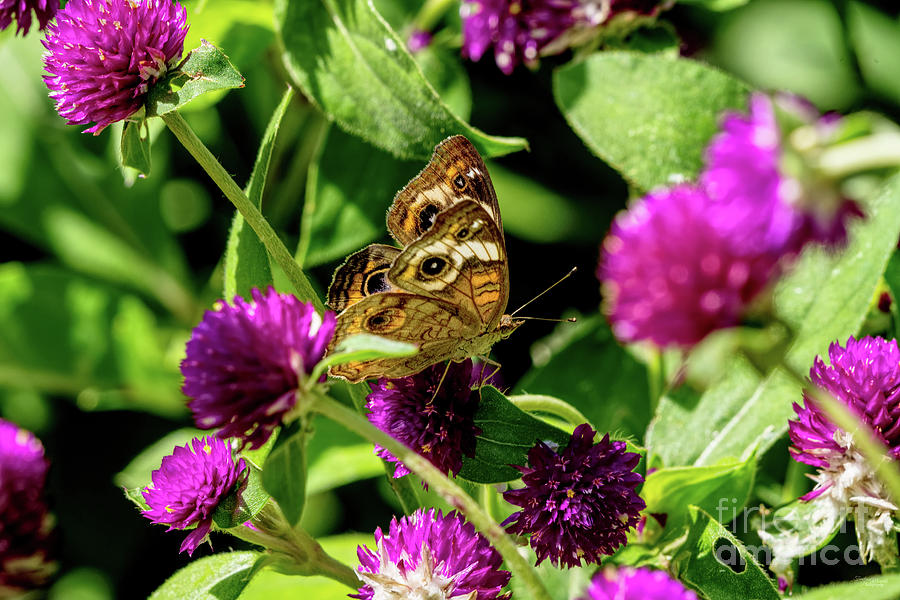 Buckeye Butterfly On Globe Amaranth Photograph by Jennifer White
