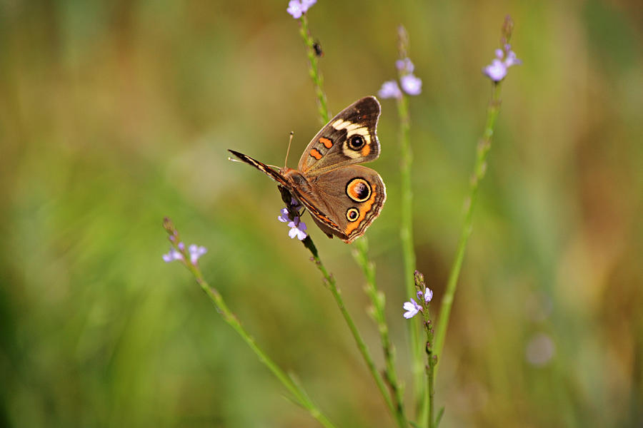 Buckeye Butterfly on Wildflowers Photograph by Gaby Ethington