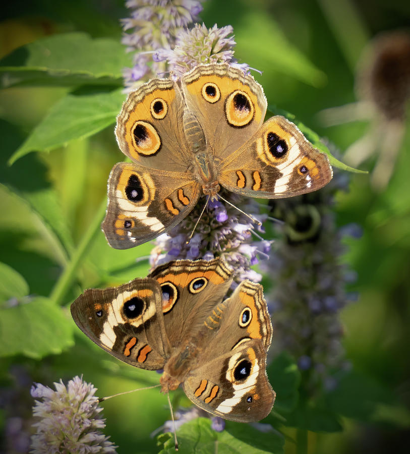 Buckeye Butterfly Pair Photograph by Jack Nevitt