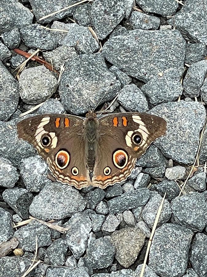 Buckeye Butterfly Photograph by Perry Hoffman