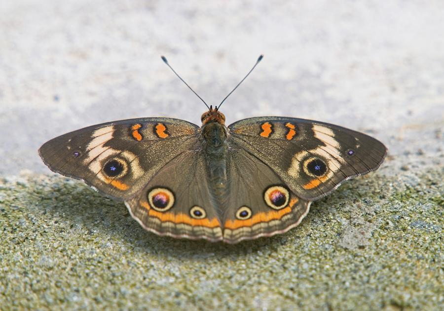 Buckeye Butterfly Resting Photograph