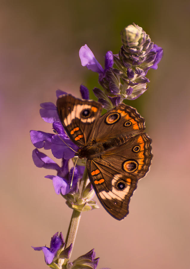 Buckeye Butterfly  Photograph by Zina Stromberg