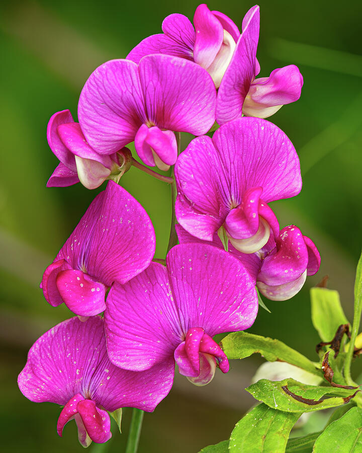 Buckeye Sweet Pea Photograph by Brian Morefield - Prose Imagery - Fine ...