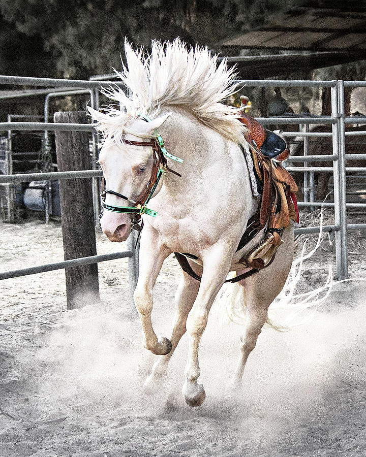 Bucking Horse Photograph by Jerry Cowart