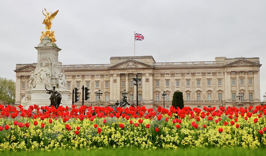 Buckingham Palace Tulips Photograph by Jim Albritton