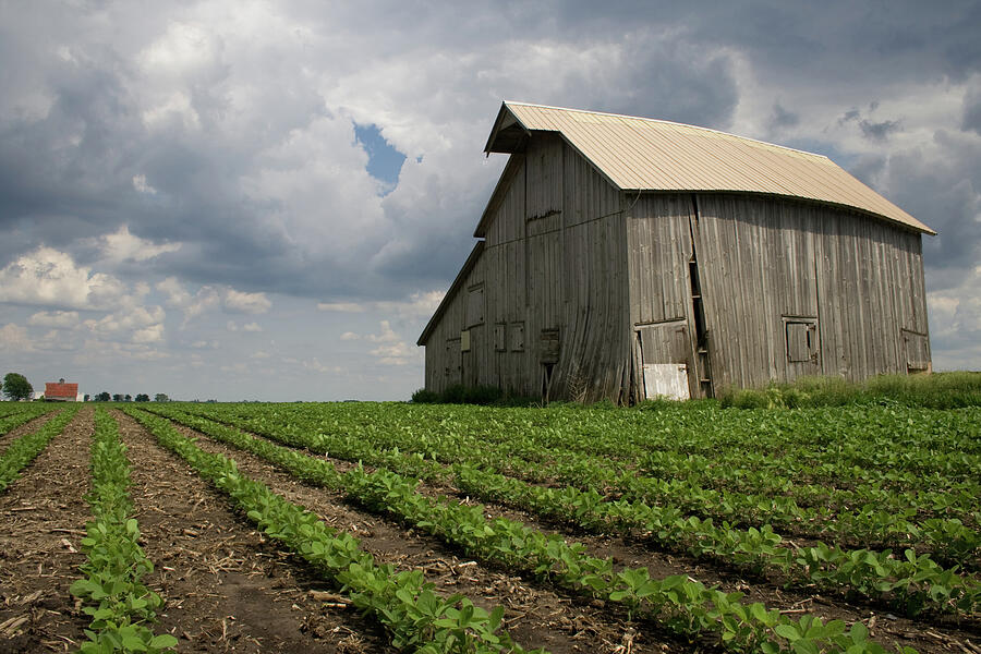Buckling Bean Follow Photograph by Dylan Punke Buckling Bean Follow Photograph by Dylan Punke