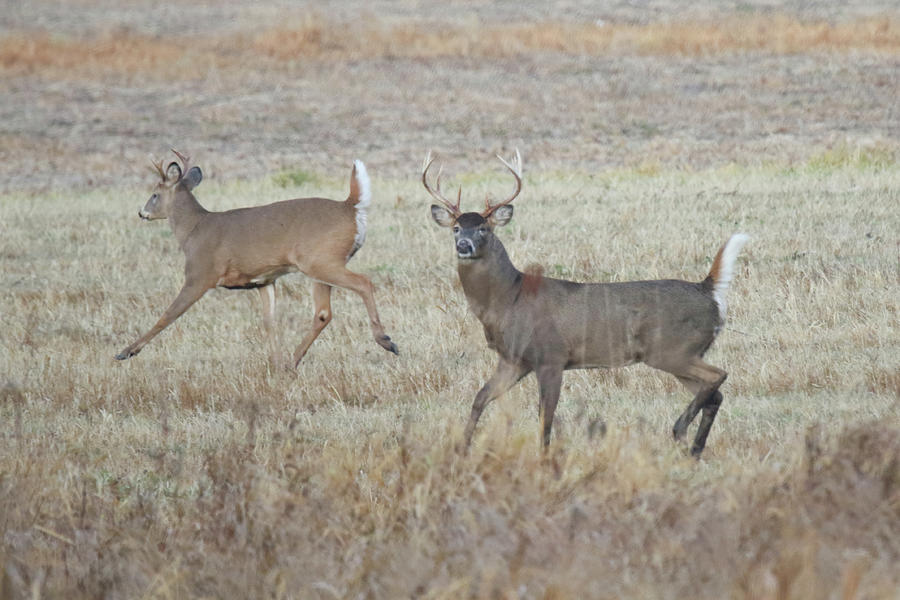 Bucks Photograph by Brook Burling