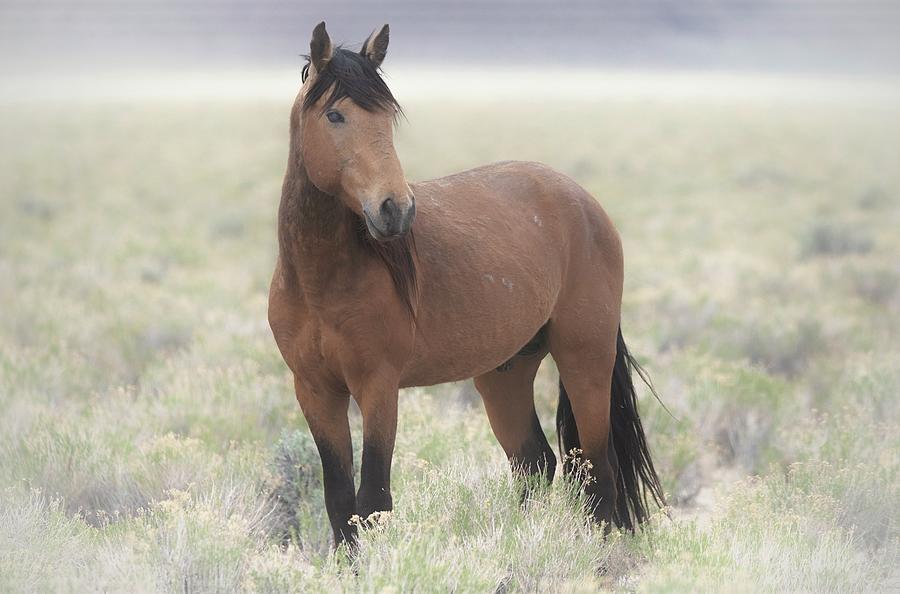 Buckskin Wild Stallion in sage Photograph by Troy Wright - Fine Art America