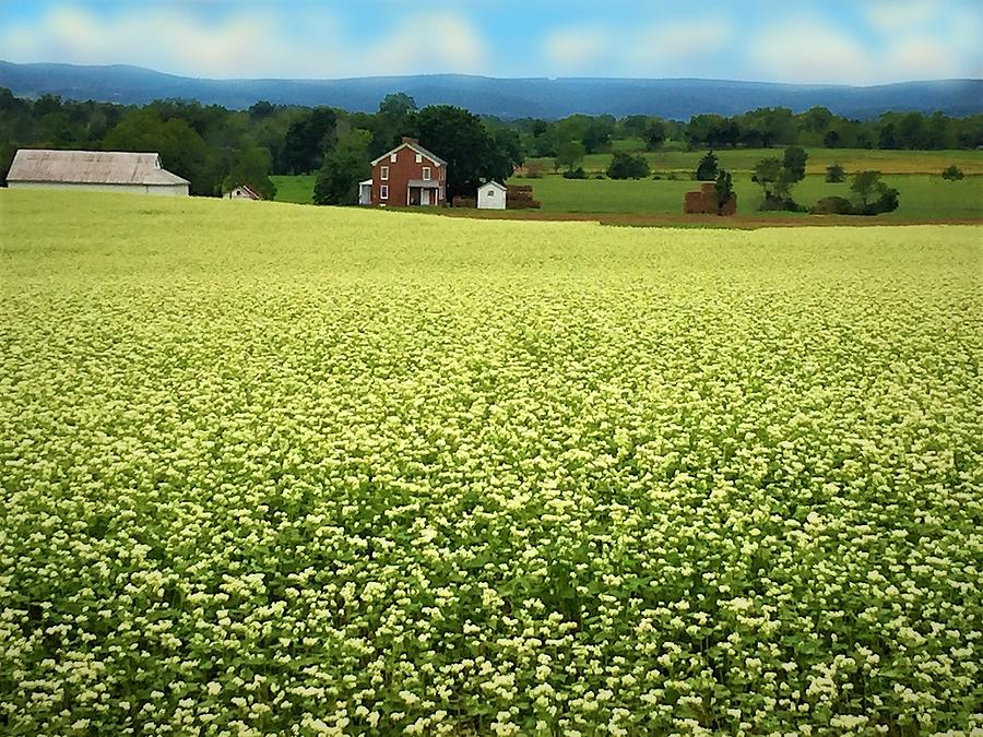 Buckwheat in Bloom in Pennsylvania Photograph by Angela Davies