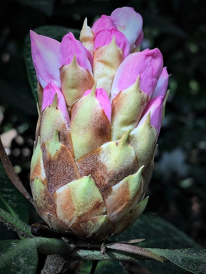 Bud of Wild Rhododendron Photograph by Angela Davies