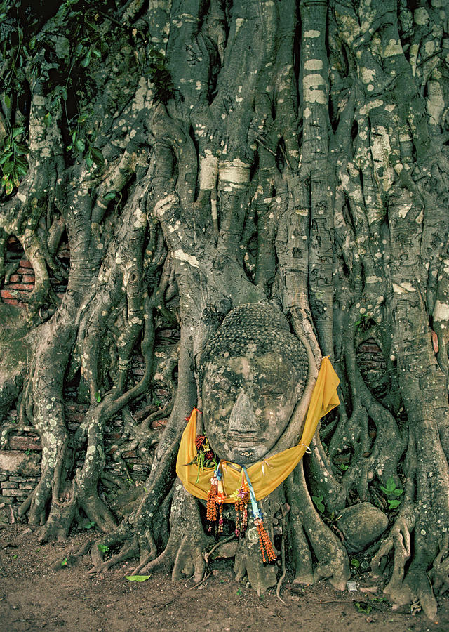 Buddah in Tree Photograph by Valerie Brown