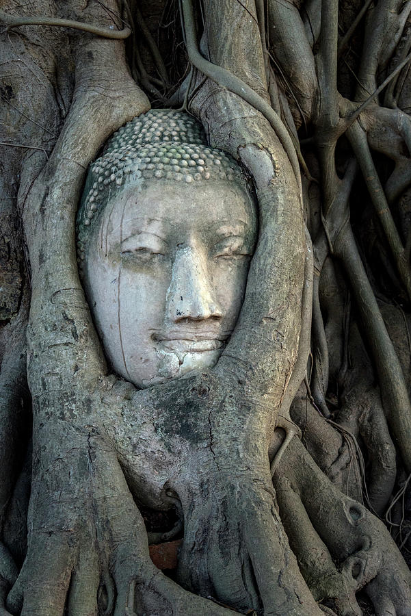 Buddha Head in Tree Roots Photograph by Bob VonDrachek