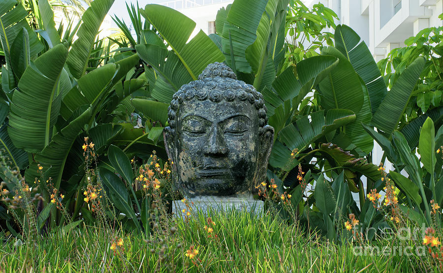 Buddha head  Photograph by Pics By Tony