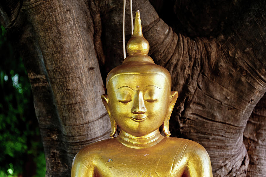 Buddha under a tree, Myanmar Photograph by Lie Yim
