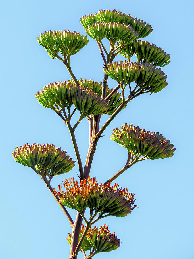 Budding Agave Stalk Photograph by Beth McAlister - Fine Art America