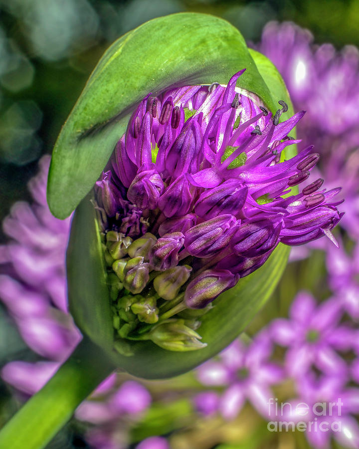Budding Allium Hollandicum Photograph by Gemma Mae Flores Sellers