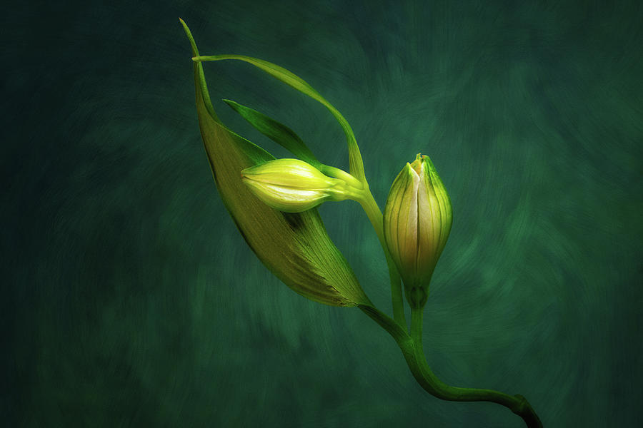Budding Alstroemeria Lily Photograph by Tom Mc Nemar