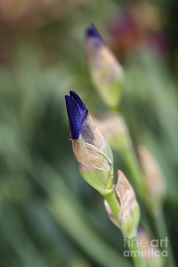 Budding Beautiful Iris Blue Photograph by Joy Watson