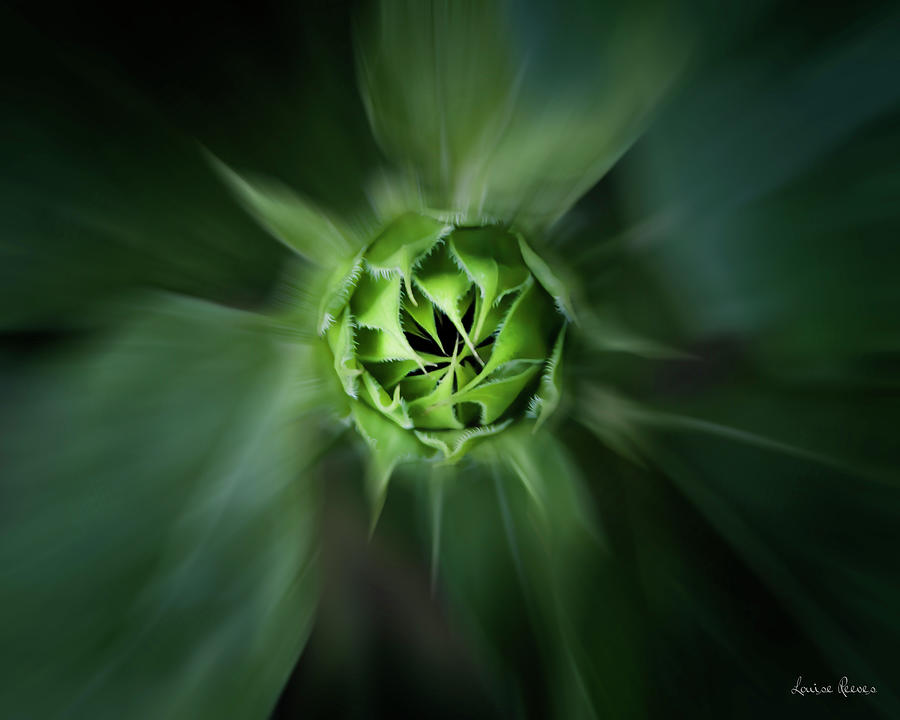 Budding Beauty Photograph by Louise Reeves