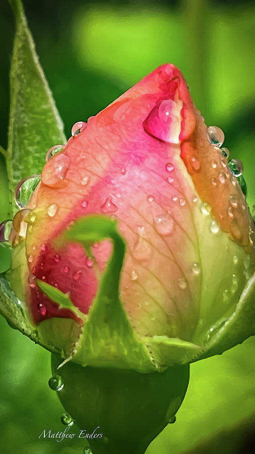 Budding Beauty Photograph By Matthew Enders Fine Art America