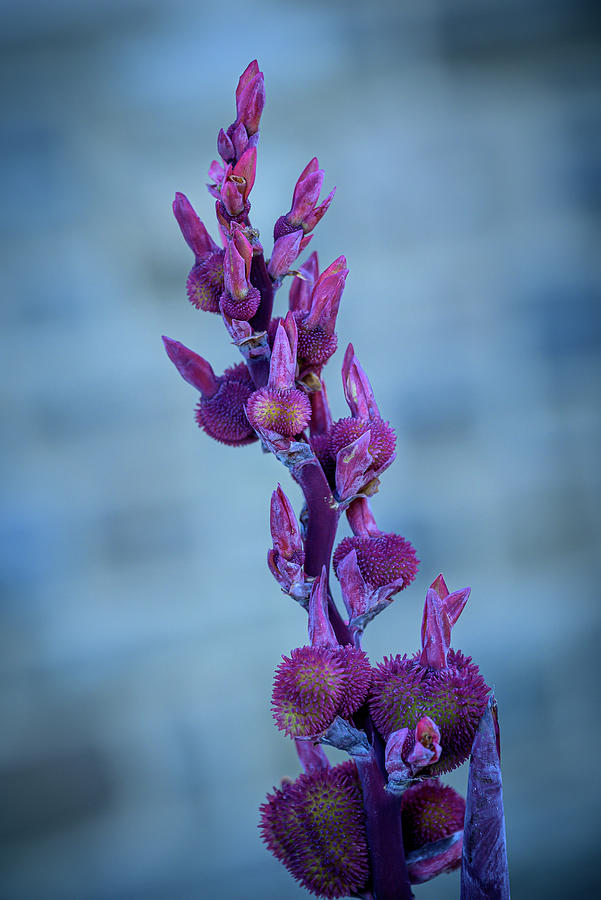 Budding Canna Lilies - purple Photograph by Frank Mari