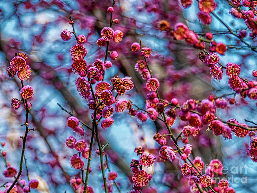Budding Cherry Blossoms Photograph by Amy Dundon