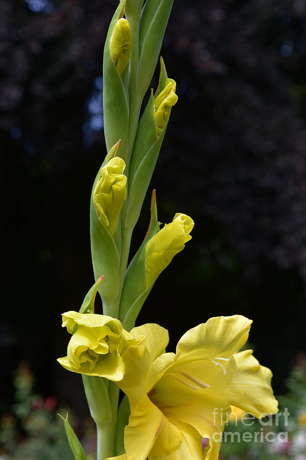 Budding Gladiolus Photograph by Yvonne Johnstone